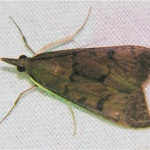 Uresiphita ornithopteralis at Bolivia, NSW - suppressed