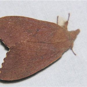 Pararguda crenulata at Bolivia, NSW - suppressed