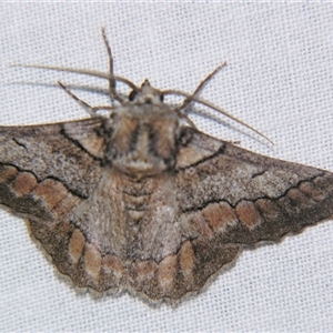 Hypobapta tachyhalotaria at Bolivia, NSW - suppressed