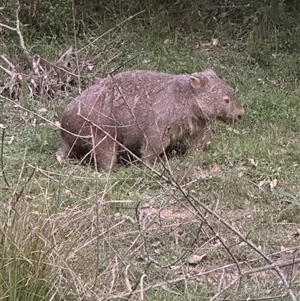 Vombatus ursinus at Kangaroo Valley, NSW - suppressed