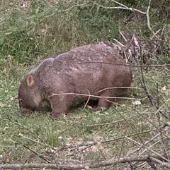 Vombatus ursinus at Kangaroo Valley, NSW - suppressed