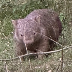 Vombatus ursinus at Kangaroo Valley, NSW - suppressed