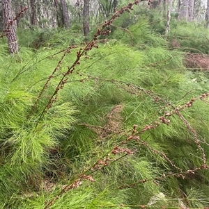 Baloskion tetraphyllum at Narrawallee, NSW - 6 Apr 2025 03:09 PM