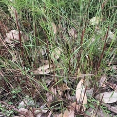 Baloskion tetraphyllum at Narrawallee, NSW - 6 Apr 2025 03:09 PM