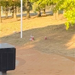 Eolophus roseicapilla (Galah) at Lyneham, ACT - 6 Apr 2025 by Hejor1