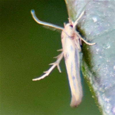 Stathmopoda hyposcia (A Gelechioid moth) at Lyneham, ACT - 6 Apr 2025 by Hejor1