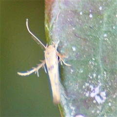 Stathmopoda hyposcia at Lyneham, ACT - 6 Apr 2025 05:06 PM