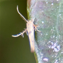 Stathmopoda hyposcia at Lyneham, ACT - 6 Apr 2025 05:06 PM