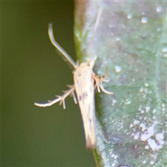 Stathmopoda hyposcia at Lyneham, ACT - 6 Apr 2025 05:06 PM