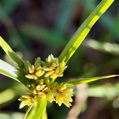 Cyperus eragrostis (Umbrella Sedge) at Lyneham, ACT - 6 Apr 2025 by Hejor1