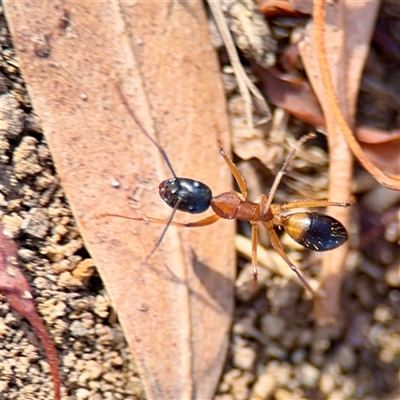 Camponotus consobrinus (Banded sugar ant) at Lyneham, ACT - 6 Apr 2025 by Hejor1