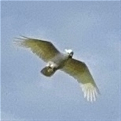 Cacatua galerita (Sulphur-crested Cockatoo) at Lyneham, ACT - 6 Apr 2025 by Hejor1