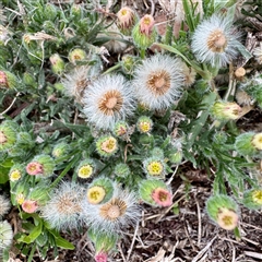 Erigeron bonariensis (Flaxleaf Fleabane) at Lyneham, ACT - 6 Apr 2025 by Hejor1