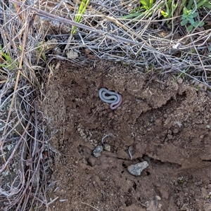 Aprasia parapulchella at Molonglo, ACT - suppressed