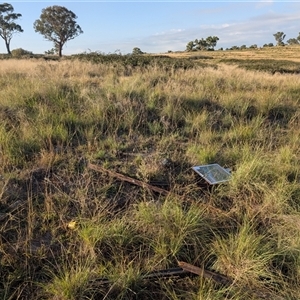 Aprasia parapulchella at Molonglo, ACT - suppressed