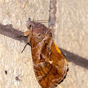 Eudocima fullonia at Penrose, NSW - suppressed