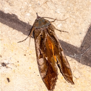 Eudocima fullonia at Penrose, NSW - suppressed