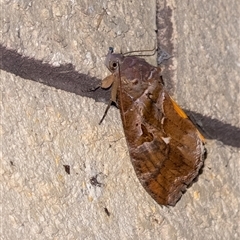 Eudocima fullonia at Penrose, NSW - suppressed