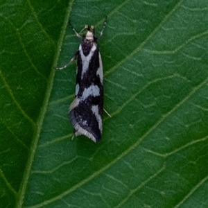 Epithymema incomposita at Penrose, NSW - 3 Apr 2025 03:11 PM