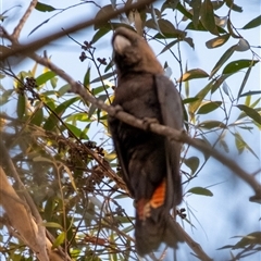 Calyptorhynchus lathami lathami at Penrose, NSW - suppressed