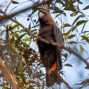 Calyptorhynchus lathami lathami at Penrose, NSW - suppressed