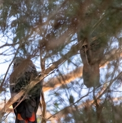 Calyptorhynchus lathami lathami at Penrose, NSW - suppressed