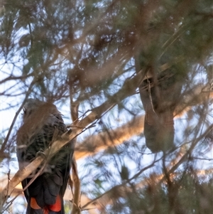 Calyptorhynchus lathami lathami at Penrose, NSW - suppressed