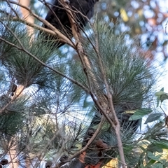 Calyptorhynchus lathami lathami at Penrose, NSW - suppressed
