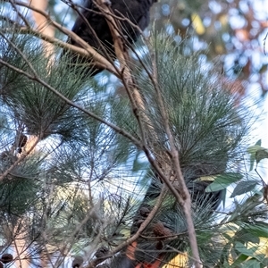 Calyptorhynchus lathami lathami at Penrose, NSW - suppressed