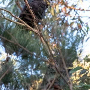 Calyptorhynchus lathami lathami at Penrose, NSW - suppressed