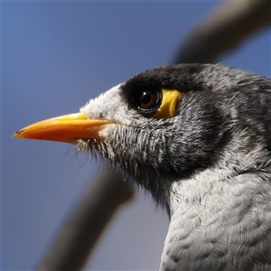 Manorina melanocephala at Lake George, NSW - 5 Apr 2025 01:59 PM