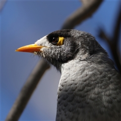 Manorina melanocephala at Lake George, NSW - 5 Apr 2025 01:59 PM