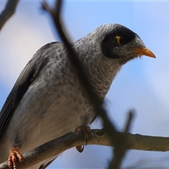 Manorina melanocephala at Lake George, NSW - 5 Apr 2025 01:59 PM
