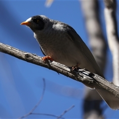 Manorina melanocephala at Lake George, NSW - 5 Apr 2025 01:59 PM