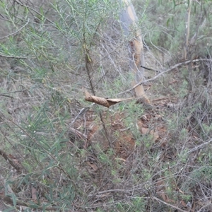 Phonognathidae (family) at Watson, ACT - 4 Apr 2025 04:27 PM