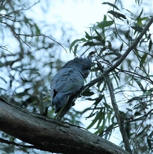 Callocephalon fimbriatum at Wiarborough, NSW - suppressed