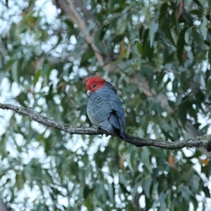 Callocephalon fimbriatum at Wiarborough, NSW - suppressed