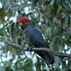Callocephalon fimbriatum at Wiarborough, NSW - suppressed