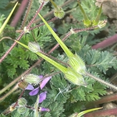 Erodium cicutarium at Kybeyan, NSW - 3 Apr 2025 02:42 PM