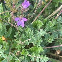 Erodium cicutarium at Kybeyan, NSW - 3 Apr 2025 02:42 PM