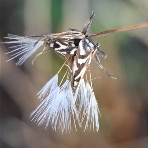 Epithymema incomposita at Moruya, NSW - suppressed