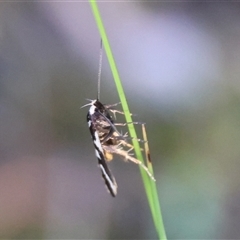 Epithymema incomposita at Moruya, NSW - suppressed
