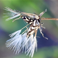 Epithymema incomposita at Moruya, NSW - suppressed