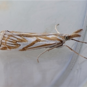 Hednota pleniferellus at Moruya, NSW - suppressed