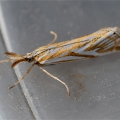 Hednota pleniferellus at Moruya, NSW - suppressed
