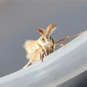 Hednota pleniferellus at Moruya, NSW - suppressed