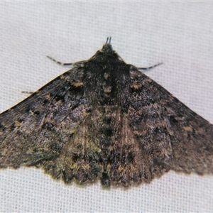 Praxis edwardsii at Bolivia, NSW - suppressed