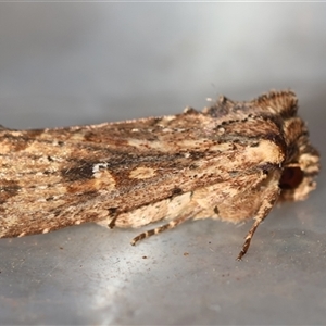 Dasygaster padockina at Moruya, NSW - suppressed