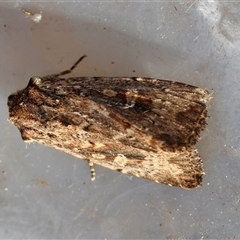 Dasygaster padockina at Moruya, NSW - suppressed
