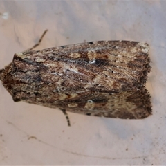Dasygaster padockina at Moruya, NSW - suppressed